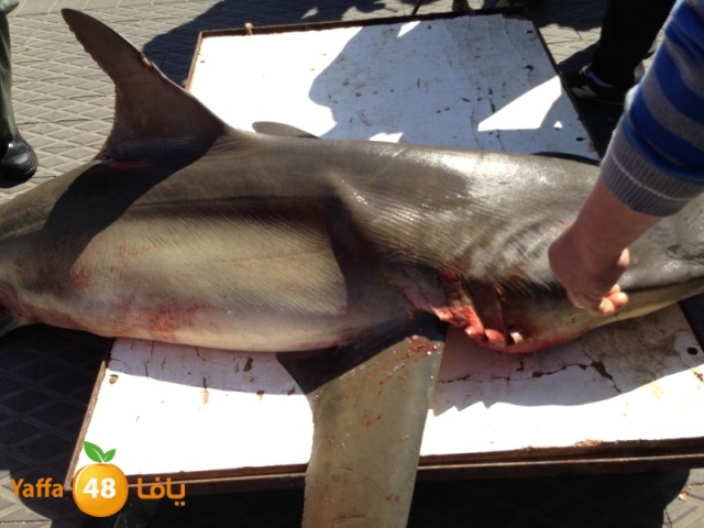 minashark328 (20).JPG